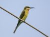 นกจาบคาหัวเขียว Blue-tailed Bee-eater
