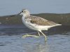 นกทะเลขาเขียวธรรมดา   Common Greenshank