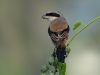 นกอีเสือหัวดำ  Long-tailed Shrike