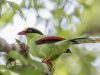 นกสาลิกาเขียว  Green Magpie