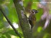 นกหัวขวานสามนิ้วหลังสีไพล   Olive-backed Woodpecker