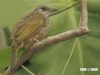 นกปรอดสีไพลใหญ่ Olive-winged Bulbul