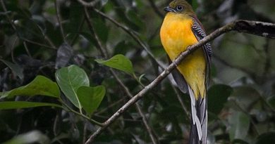นกขุนแผนอกสีส้ม Orange-breasted Trogon
