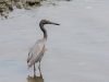 นกยางทะเล  Pacific Reef Egret