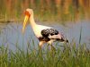 นกกาบบัว Painted Stork