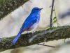 นกจับแมลงสีฟ้าอ่อน Pale Blue Flycatcher