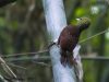นกหัวขวานหัวเหลือง    Pale-headed Woodpecker