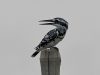 นกกระเต็นปักหลัก Pied Kingfisher