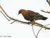 นกเปล้าแดง   Cinnamon-headed Pigeon