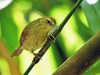 นกกินแมลงอกเหลือง Pin-striped Tit Babbler