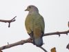 นกเปล้าคอสีม่วง   Pink-necked Pigeon
