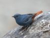 นกเขนเทาหางแดง Plumbeous Redstart