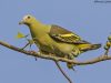 นกเปล้าหน้าเหลือง Ashy-headed Green Pigeon
