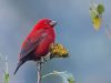 นกจาบปีกอ่อนสีแดง Scarlet Finch