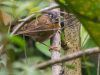 นกกินแมลงคอเทา Grey-throated Babbler