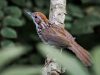 นกจาบดินอกลาย Puff-throated Babbler
