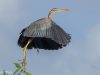 นกกระสาแดง   Purple Heron