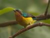 นกกินปลีแก้มสีทับทิม Ruby-cheeked Sunbird
