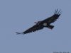 พญาแร้ง  Red-headed Vulture