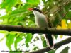นกระวังไพรปากแดงยาว  Red-billed Scimitar Babbler
