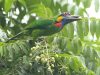 นกโพระดกหลากสี  Red-crowned  Barbet