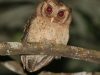 นกเค้าแดง Reddish Scops Owl