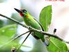 นกโพระดกคางแดง  Red-throatedBarbet