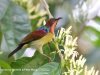 นกกินปลีคอสีน้ำตาลแดง Red-throated Sunbird