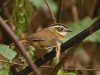 นกมุ่นรกคอแดง  Rufous-throated Fulvetta