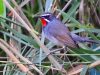 นกคอทับทิมอกดำ Chinese Rubythroat