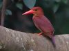 นกกระเต็นแดง Ruddy Kingfisher