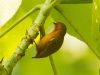 นกหัวขวานจิ๋วอกแดง   Rufous Piculet