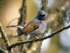 นกจับแมลงแถบคอสีส้ม Rufous-gorgeted Flycatcher