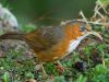 นกระวังไพรแก้มสีน้ำตาล  Rusty-cheeked Scimitar Babbler