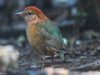 นกแต้วแล้วใหญ่หัวสีน้ำตาล   Rusty-naped Pitta