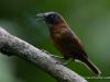 นกกินแมลงตาขาว Grey-headed Babbler