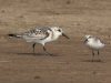 นกคอสั้นตีนไว Sanderling