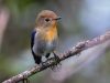 นกจับแมลงหัวสีฟ้า Sapphire Flycatcher