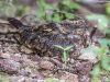 นกตบยุงป่าโคก   Savanna Nightjar