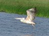 นกกระทุง   Spot-billed Pelican