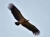 อีแร้งสีน้ำตาล Slender-billed Vulture 