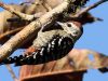 นกหัวขวานด่างอกลายจุด   Fulvous-breasted Woodpecker