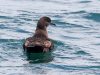 นกจมูกหลอดหางสั้น Short-tailed Shearwater 