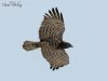 เหยี่ยวนิ้วสั้น Short-toed Snake Eagle