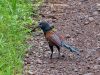 นกกระปูดนิ้วสั้น   Short-toed Coucal