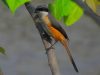 นกอีเสือหลังเทา Grey-backed Shrike