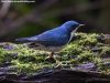 นกเขนน้อยไซบีเรีย Siberian Blue Robin