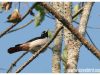 นกขมิ้นขาว Silver Oriole