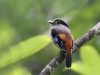 นกพญาปากกว้างอกสีเงิน   Silver-breasted Broadbill