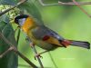นกกะรองทองแก้มขาว Silver-eared Mesia